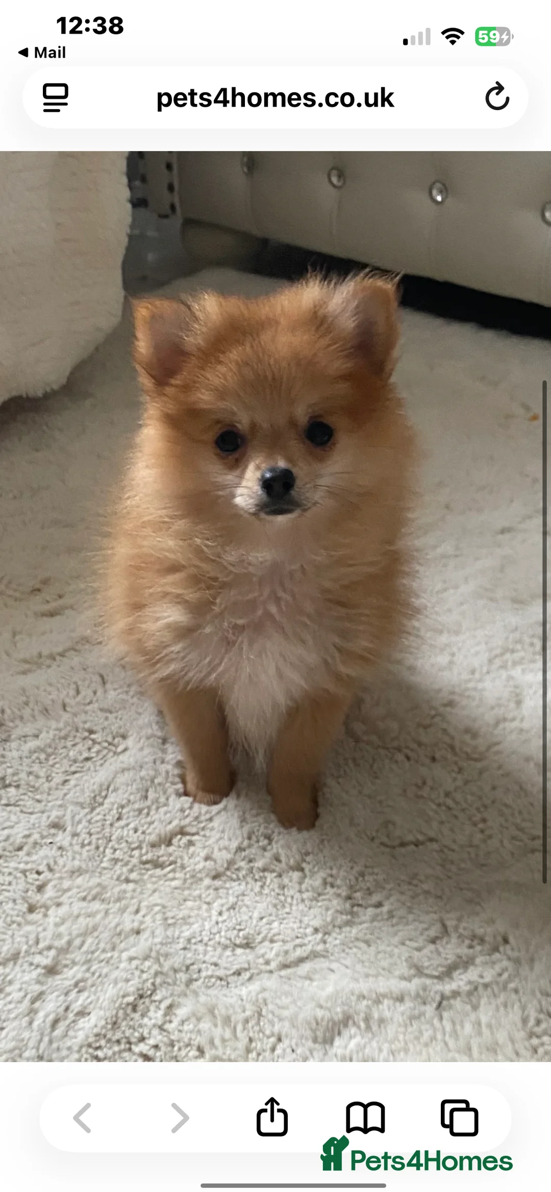 Pomeranian dogs for sale: Pomeranian female  - Advert 7