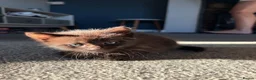 Mixed Breed cats for sale: 3 kittens for sale  - Advert 24
