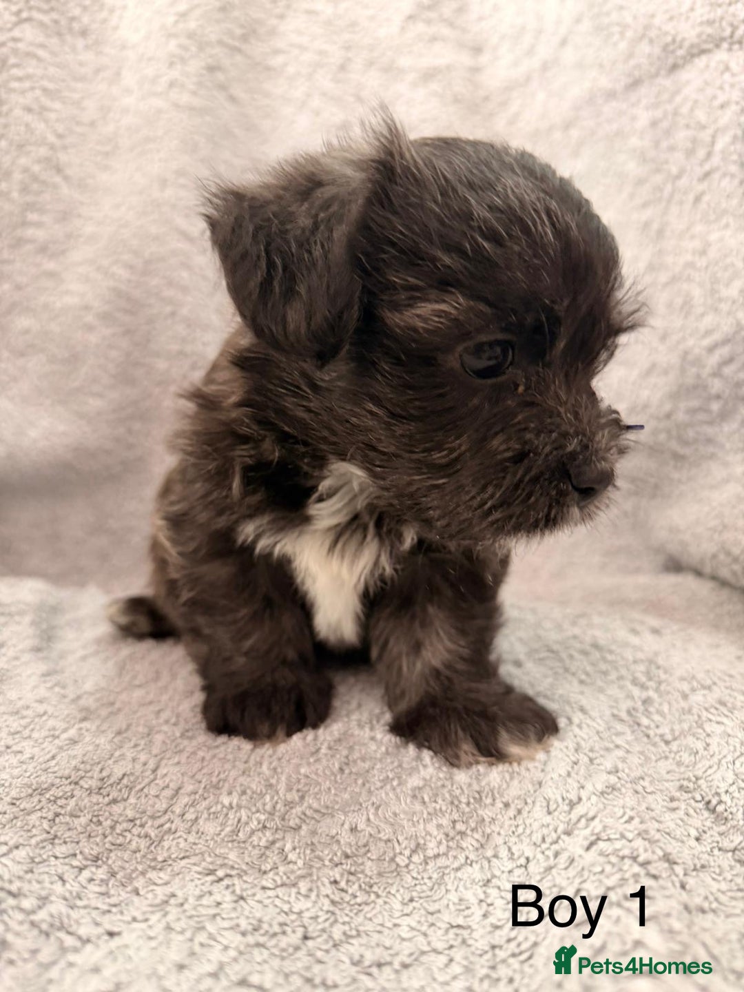 Mixed Breed dogs for sale: Chorkie - Maltese Mix for Sale - Advert 5