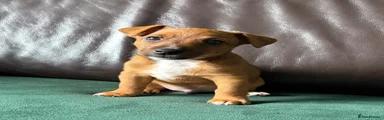 Jack Russell 1