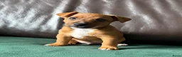 Jack Russell dogs for sale: Jack Russell Tan Puppies 1 male, 2 female  - Advert 6
