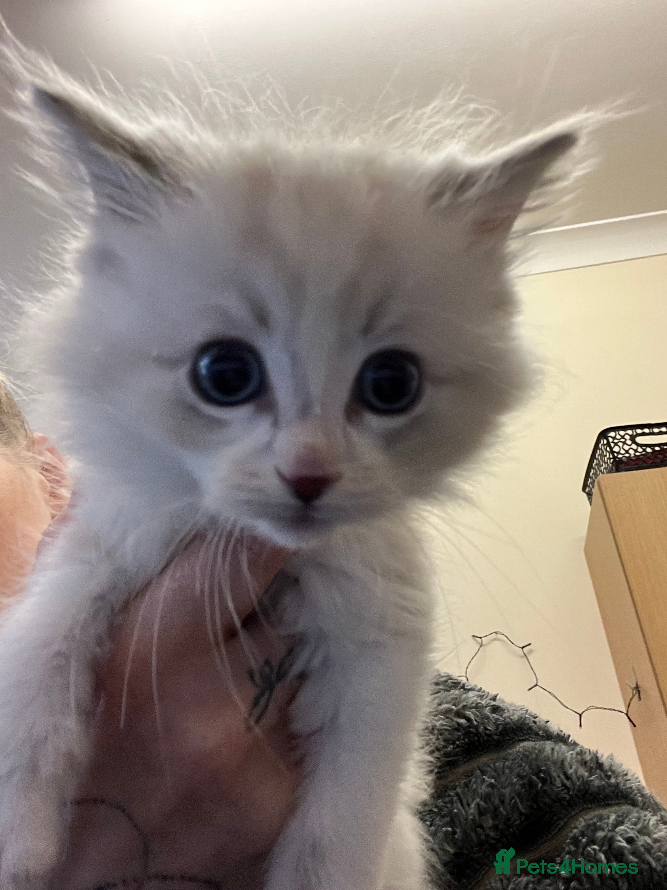 Ragdoll cats All now reserved - Advert 5