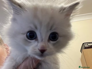 Ragdoll cats Just one Male pure ragdoll kitten left - Advert 8