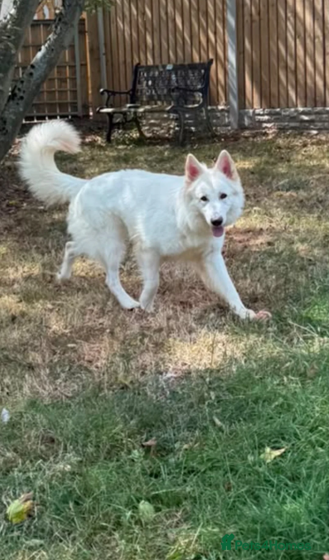 German Shepherd dogs for sale:  Beautiful White German Shepherd – Monty in Ripley - Advert 2