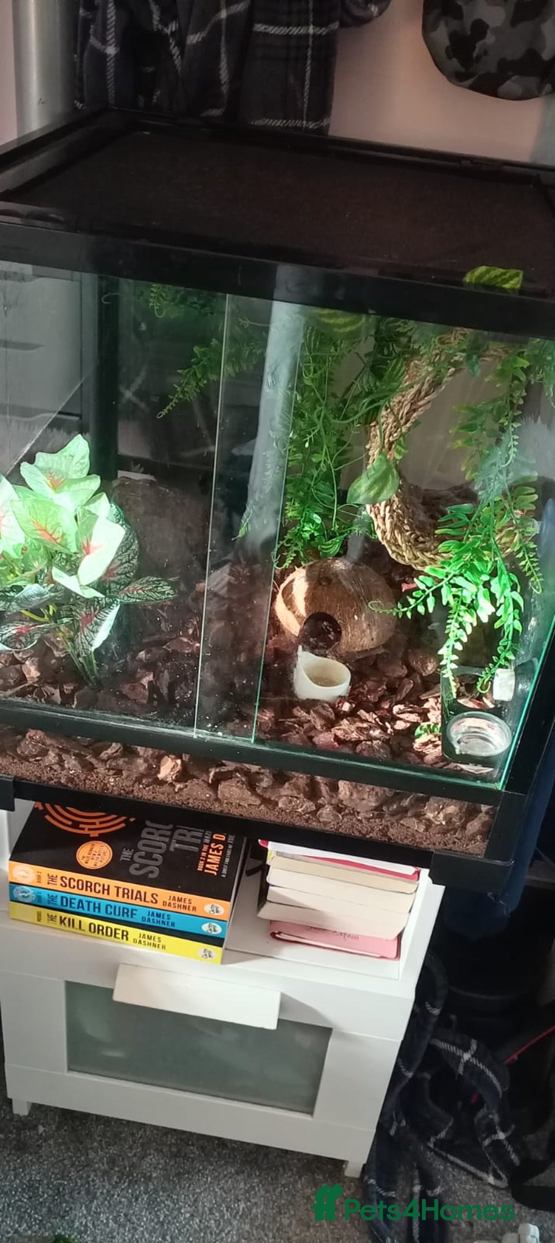 Bearded Dragon reptiles for sale: 3 crested geckos and enclosure. - Advert 10