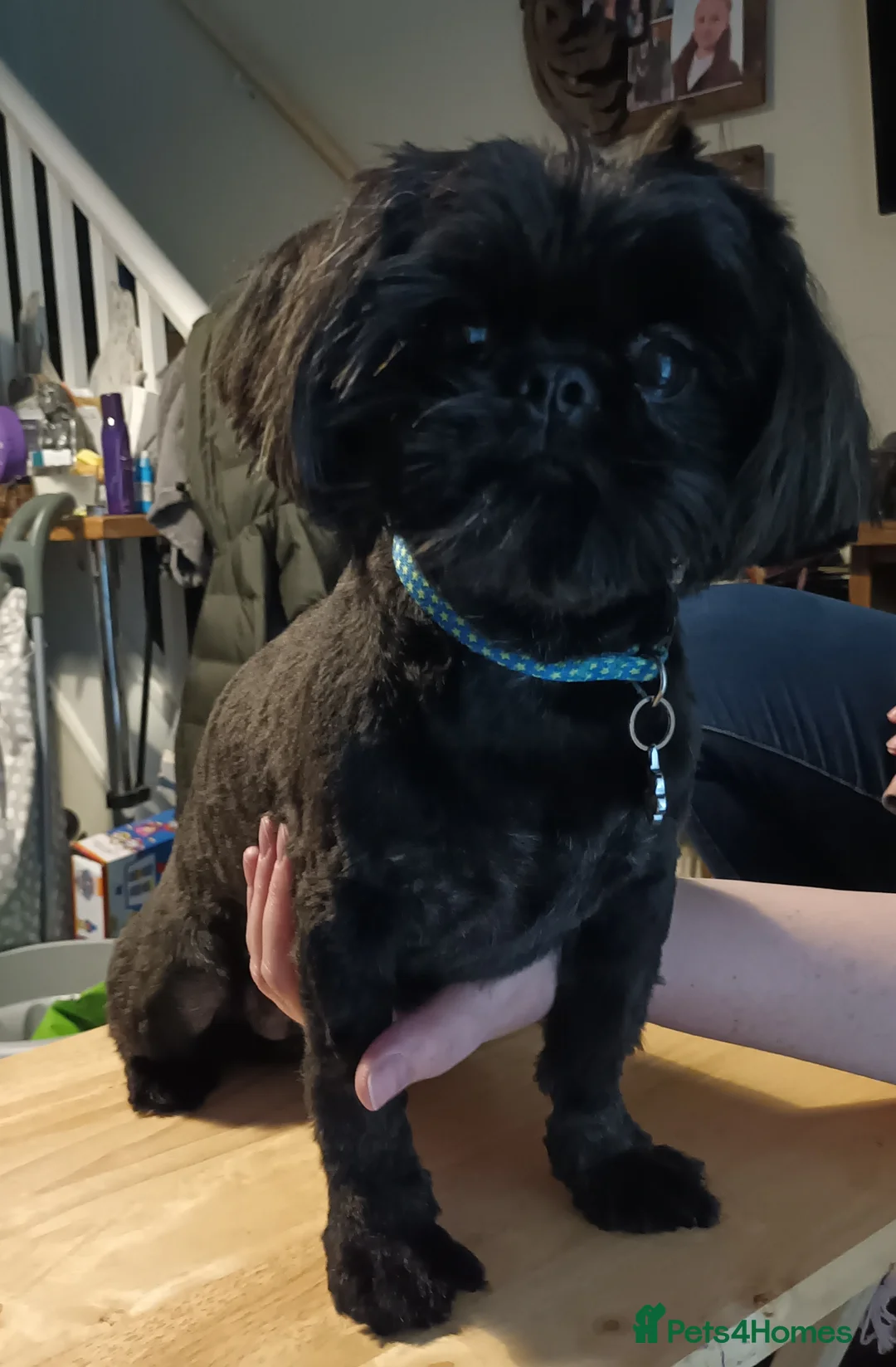 Shih Tzu dogs for stud:  imperial studs both proven  in Bolton - Advert 27