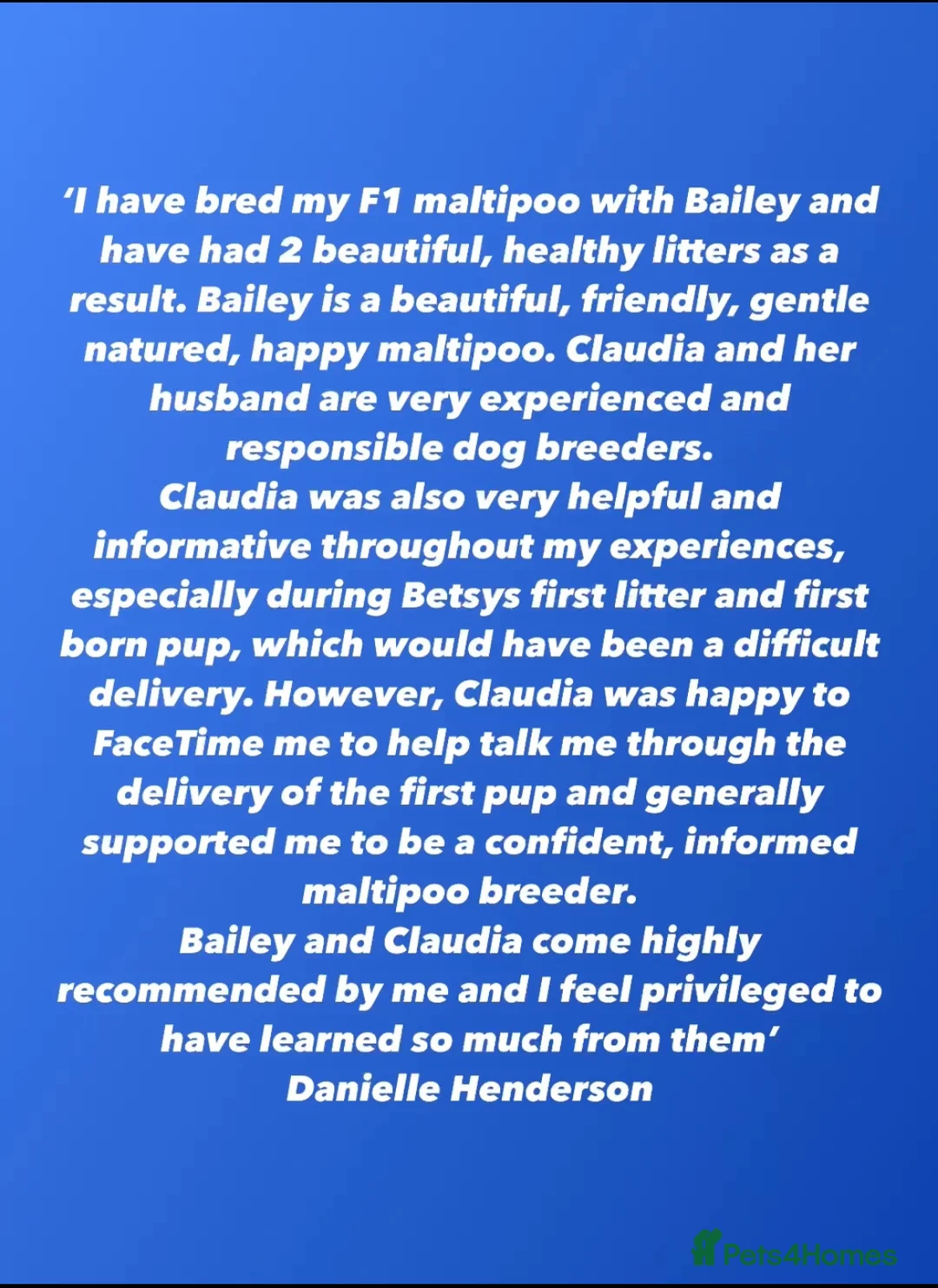 Maltipoo dogs for stud: Maltipoo Stud in Trowbridge - Advert 19