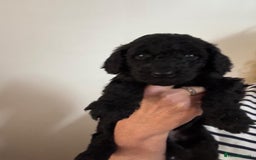 Standard Poodle dogs for sale: Beautiful pure bred Standard Poodle Puppies.  - Image 5