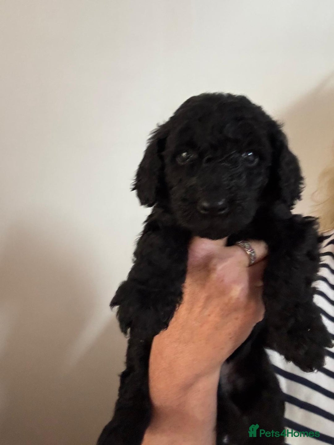 Standard Poodle dogs for sale: Beautiful pure bred Standard Poodle Puppies.  - Image 5