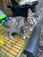 Mixed Breed cats - Advert 8