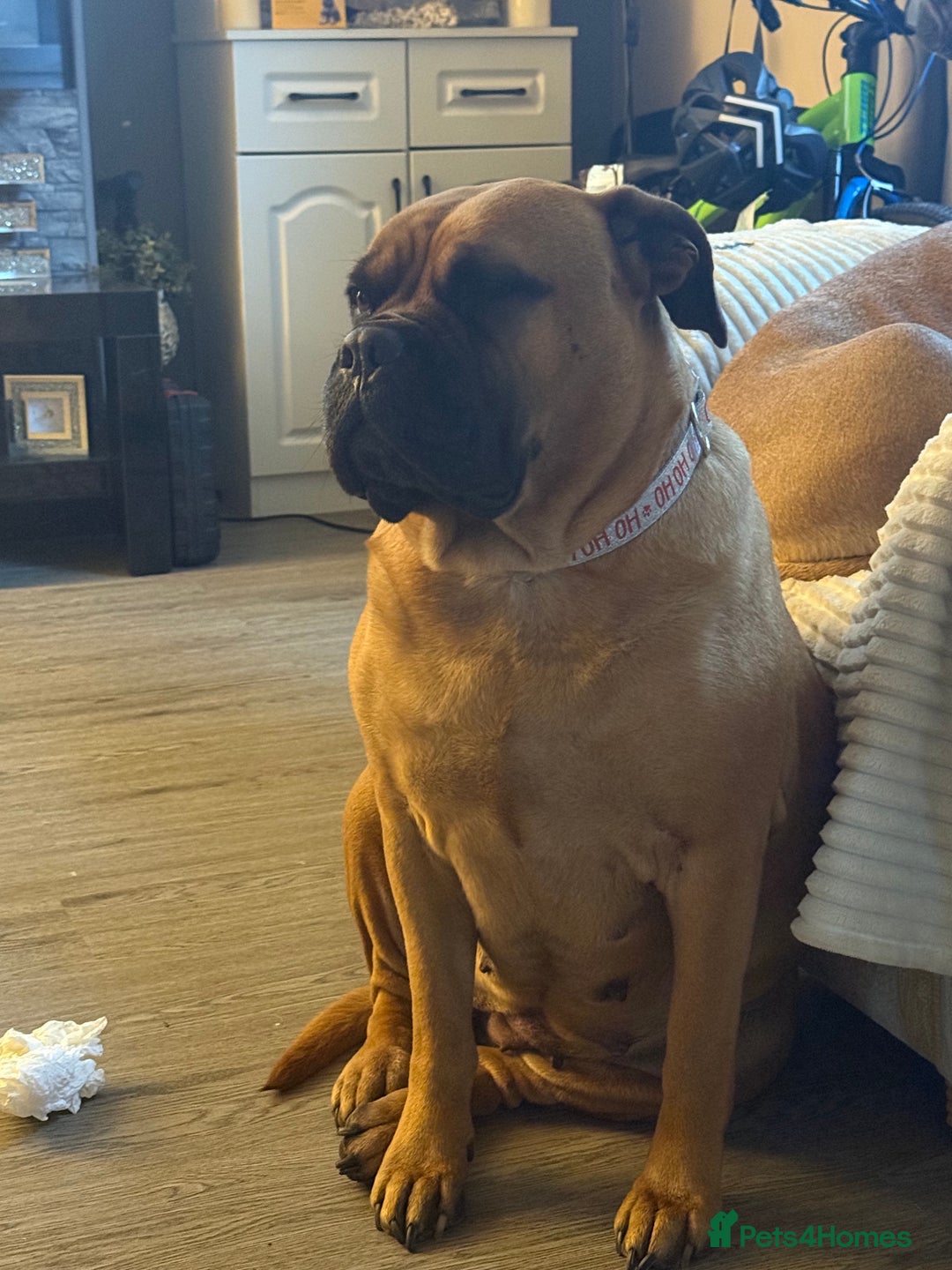 Bullmastiff dogs for sale: Beautiful female bullmastiff  - Advert 3