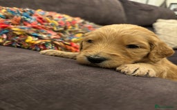 Double Doodle dogs for sale: 10 beautiful double doodles born on 24/08/2025 - Image 21