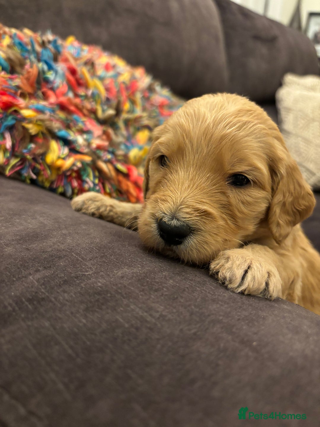 Double Doodle dogs for sale: 10 beautiful double doodles born on 24/08/2025 - Image 21