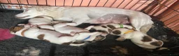 Jack Russell dogs for sale: 5 beautiful Jack Russell pups  in Whitchurch - Advert 5