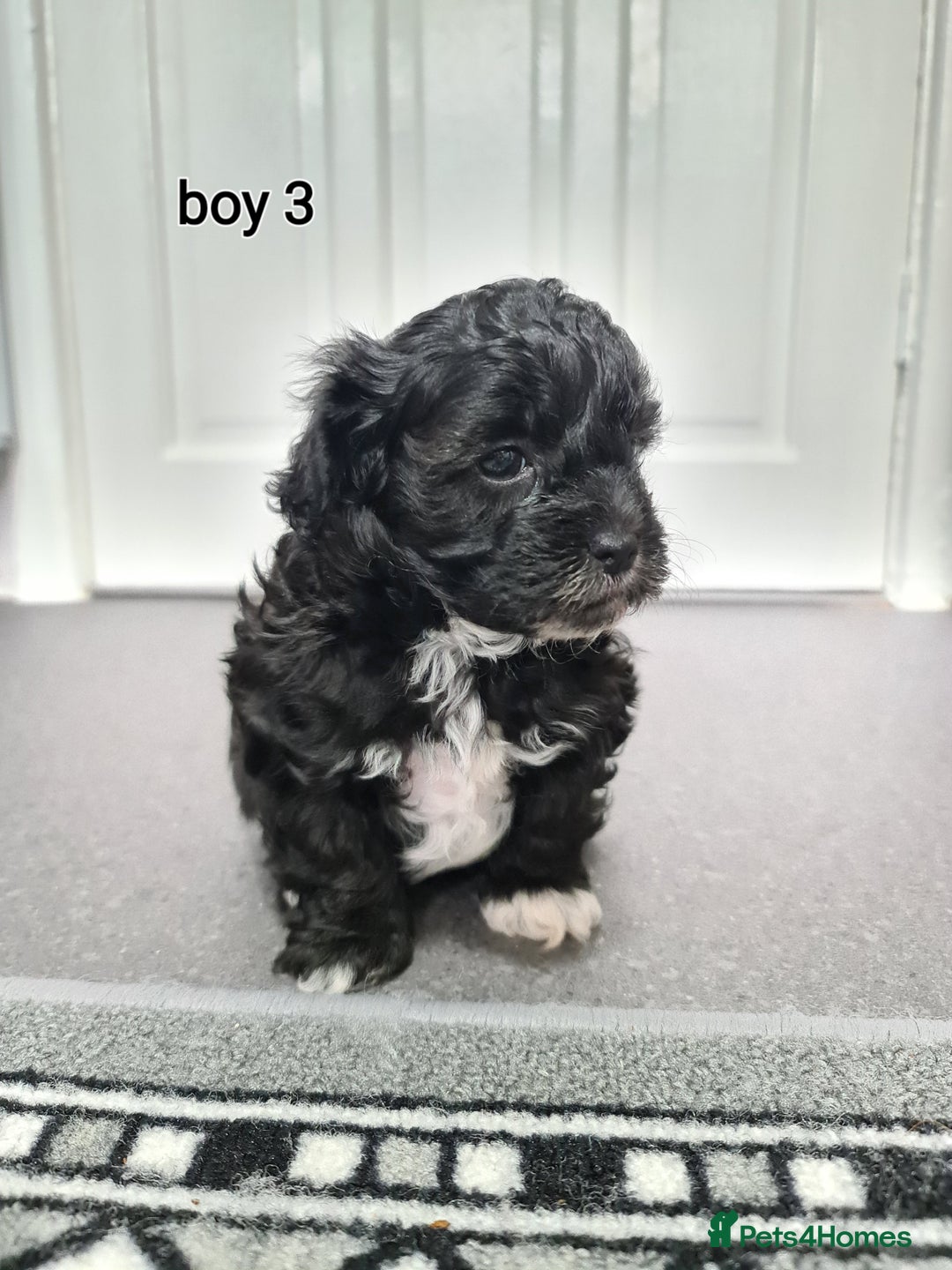 Shihpoo dogs for sale: Absolutely stunning F1 shihpoo puppies  - Image 15