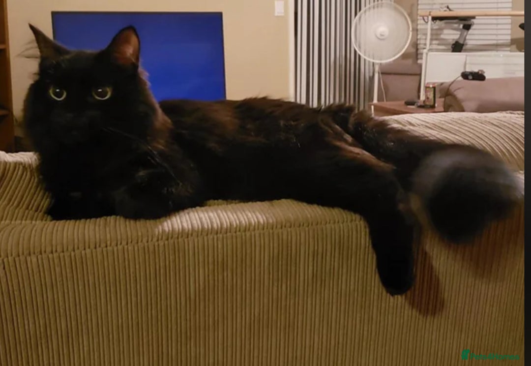 Ragdoll cats for sale: URGENT Ragdoll kittens x4 ready this week - Image 12