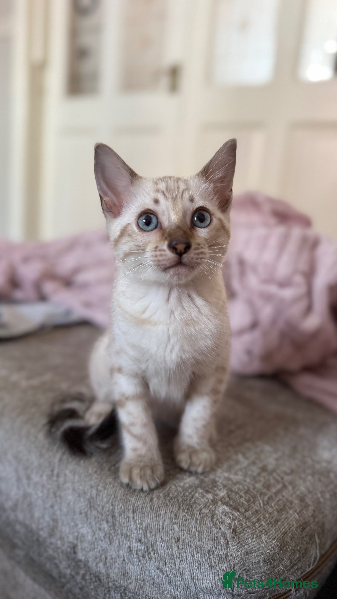 Bengal cats 2 stunning male seal lynx point (snow) bengals - Advert 6