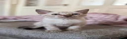 Bengal cats for sale: 2 stunning male seal lynx point (snow) bengals in Newcastle upon Tyne - Advert 1
