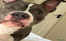 Mixed Breed dogs for sale: Mixed breed  - Image 7