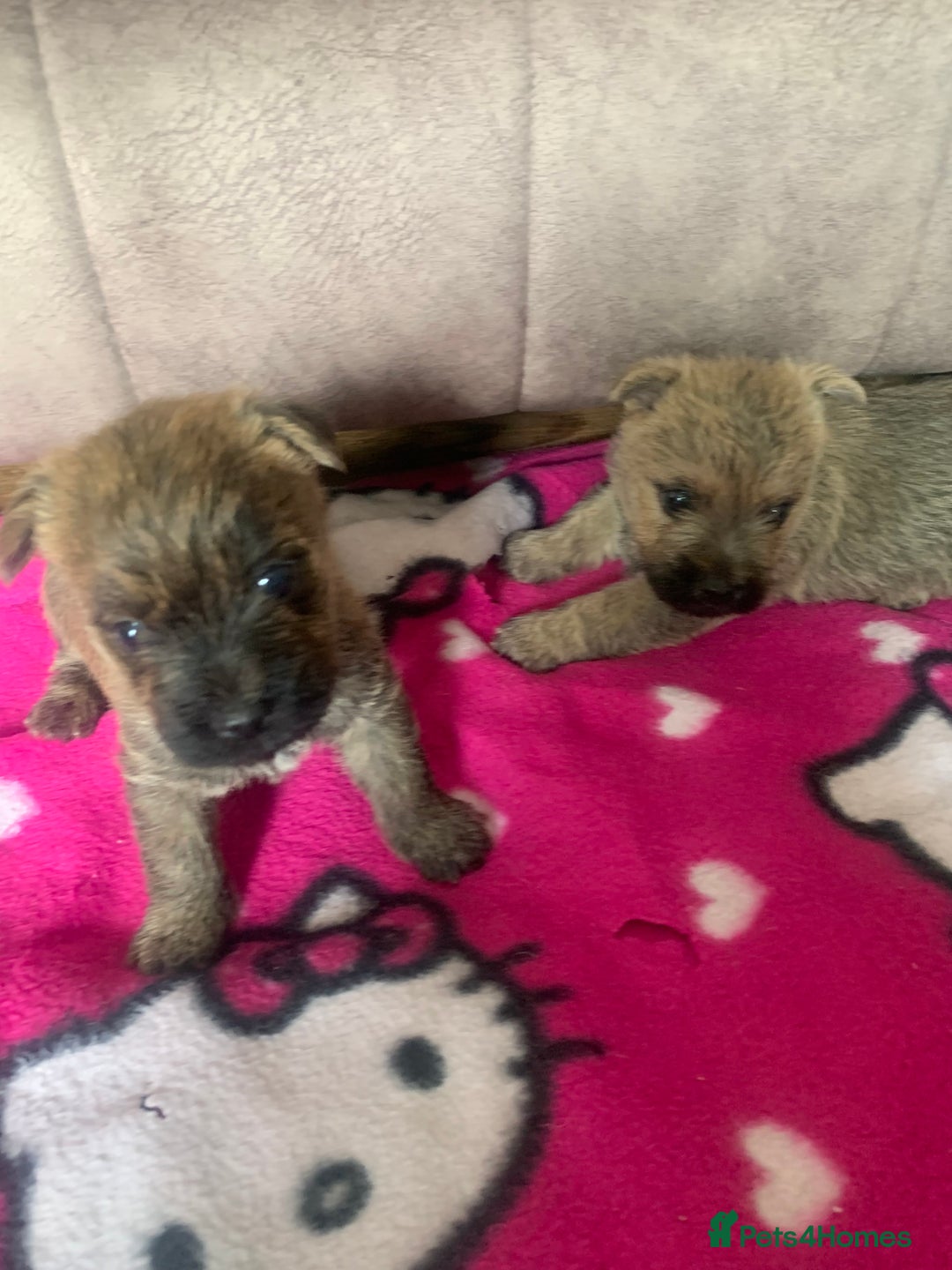 Cairn Terrier dogs for sale: Quality litter KC reg Cairn Terrier Puppies  - Image 8