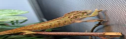 Chameleon reptiles for sale: Carpet chameleon (male) Furcifer Lateralis  in Faversham - Advert 1