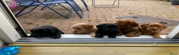 Cocker Spaniel dogs for sale: 2 boys ready now  - Advert 15