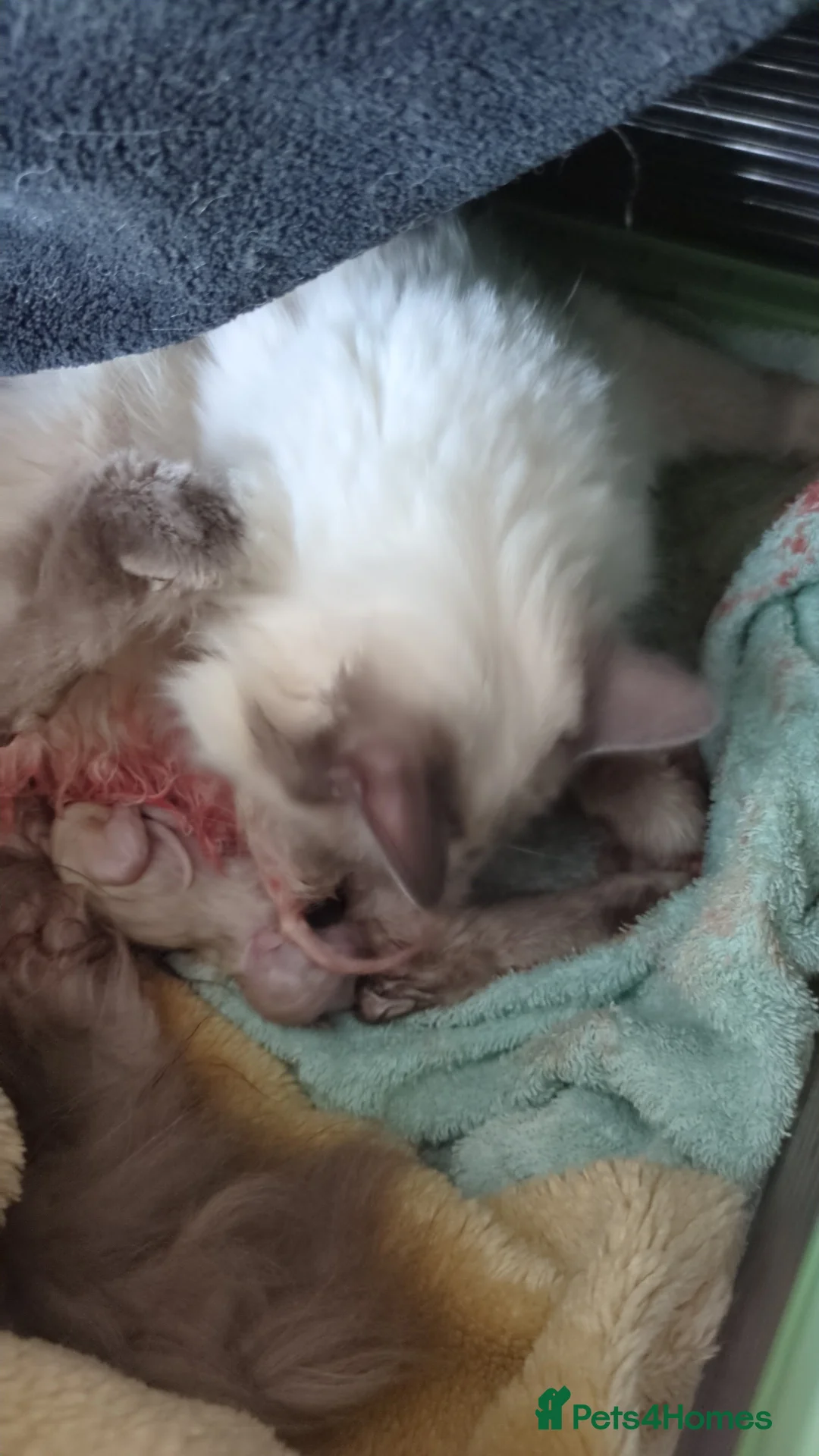 Ragdoll cats for sale: Pedigree dna tested ragdoll kittens - Advert 6