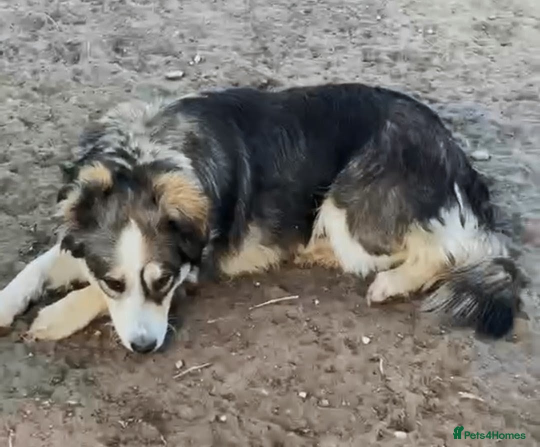 Mixed Breed dogs Sweet collie type girl - N Macedonian rescue - Advert 1