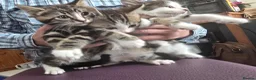 Mixed Breed cats for sale: Beautiful Bengal and Himalayan Kittens for Sale - Advert 3