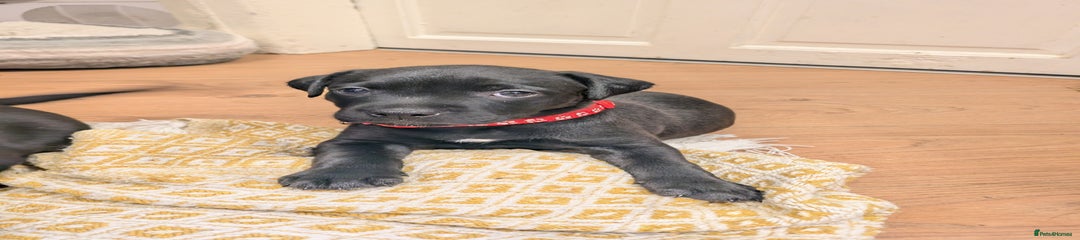 Mixed Breed Puppy 5