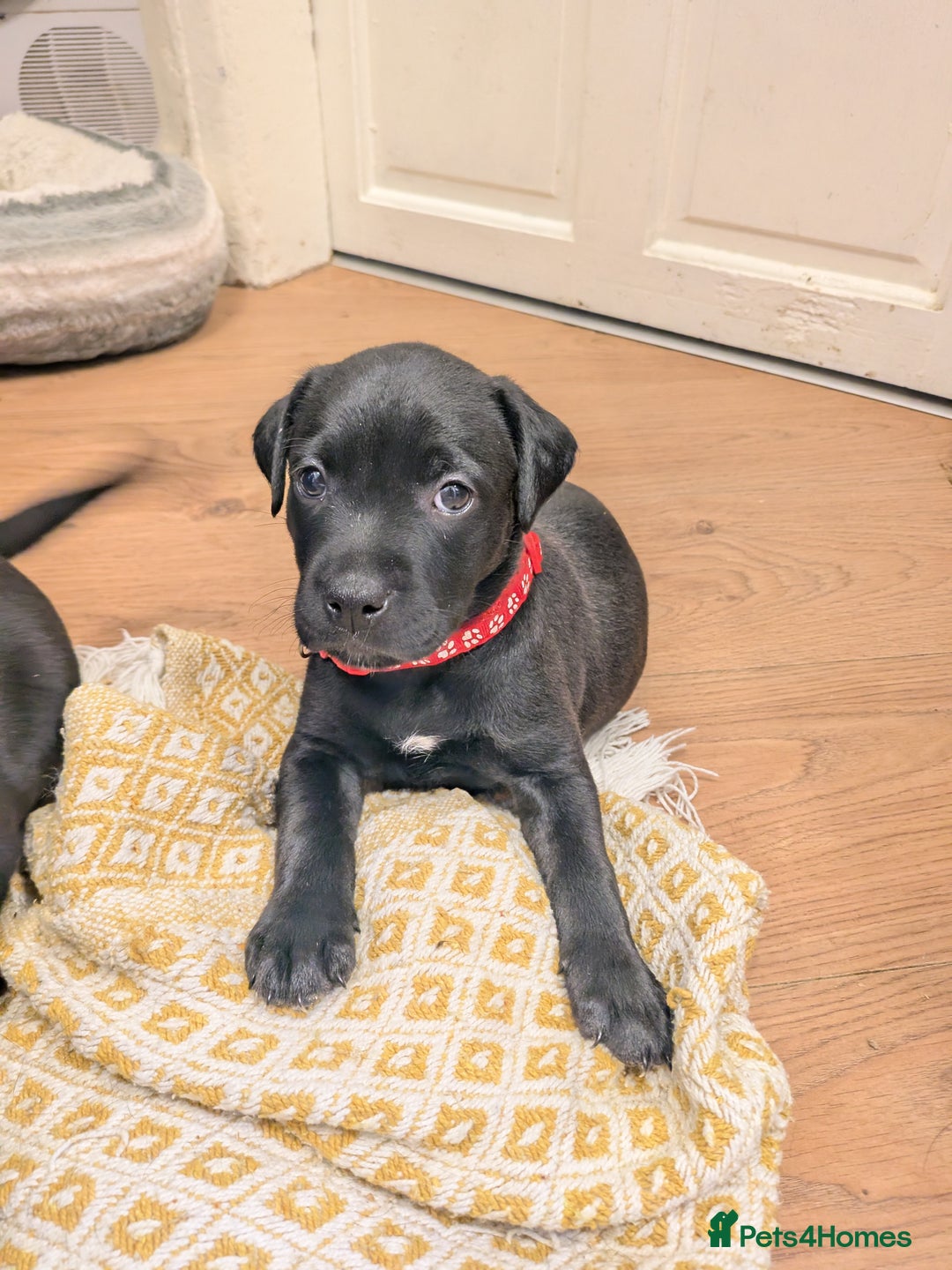 Mixed Breed dogs for sale: Beautiful Labrador x Staffys - Image 19