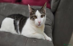 British Shorthair cats for sale: Kitten (oreo) - Advert 1