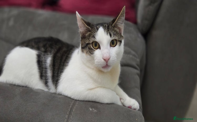 British Shorthair cats Kitten (oreo) - Advert 1