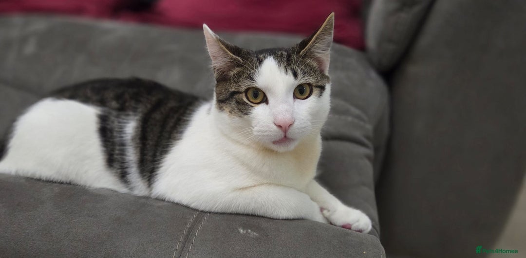 British Shorthair cats for sale: Kitten (oreo) - Advert 1