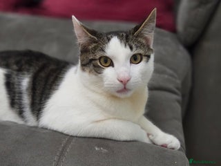 British Shorthair cats for sale: Kitten (oreo) - Advert 1