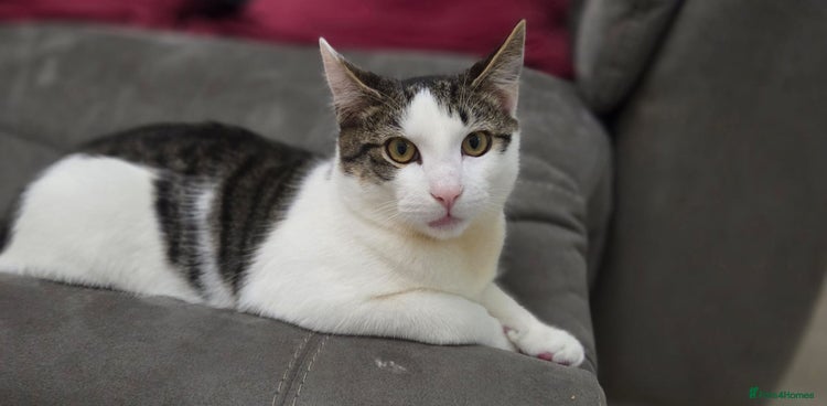 British Shorthair cats Kitten (oreo) - Advert 1