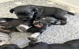 Miniature Schnauzer dogs for sale: Adorable black n silver Mini Schnauzer  - Image 7