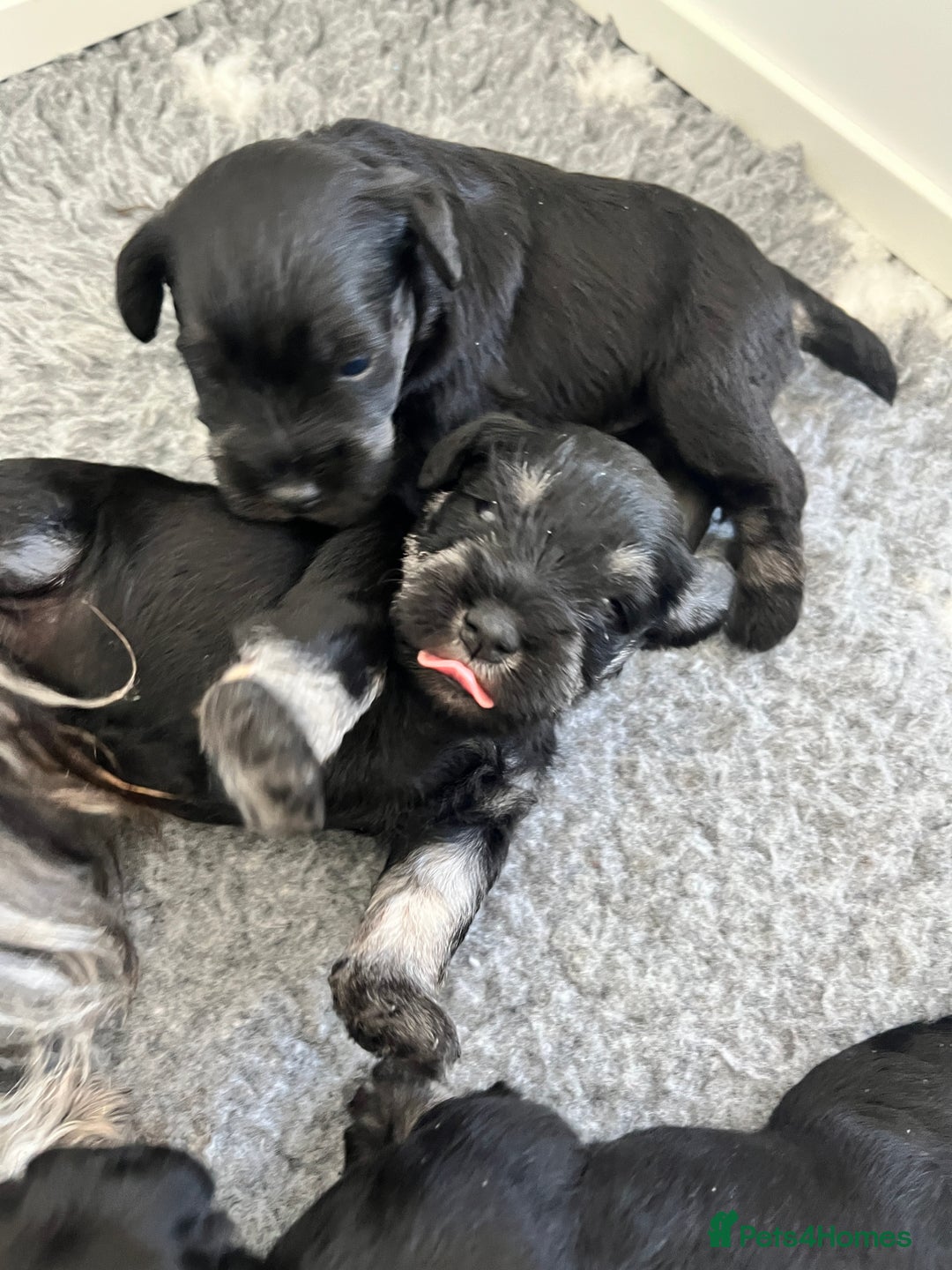 Miniature Schnauzer dogs for sale: Adorable black n silver Mini Schnauzer  - Image 7