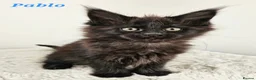 Maine Coon cats for sale: Stunning Maine Coon kittens  - Advert 4