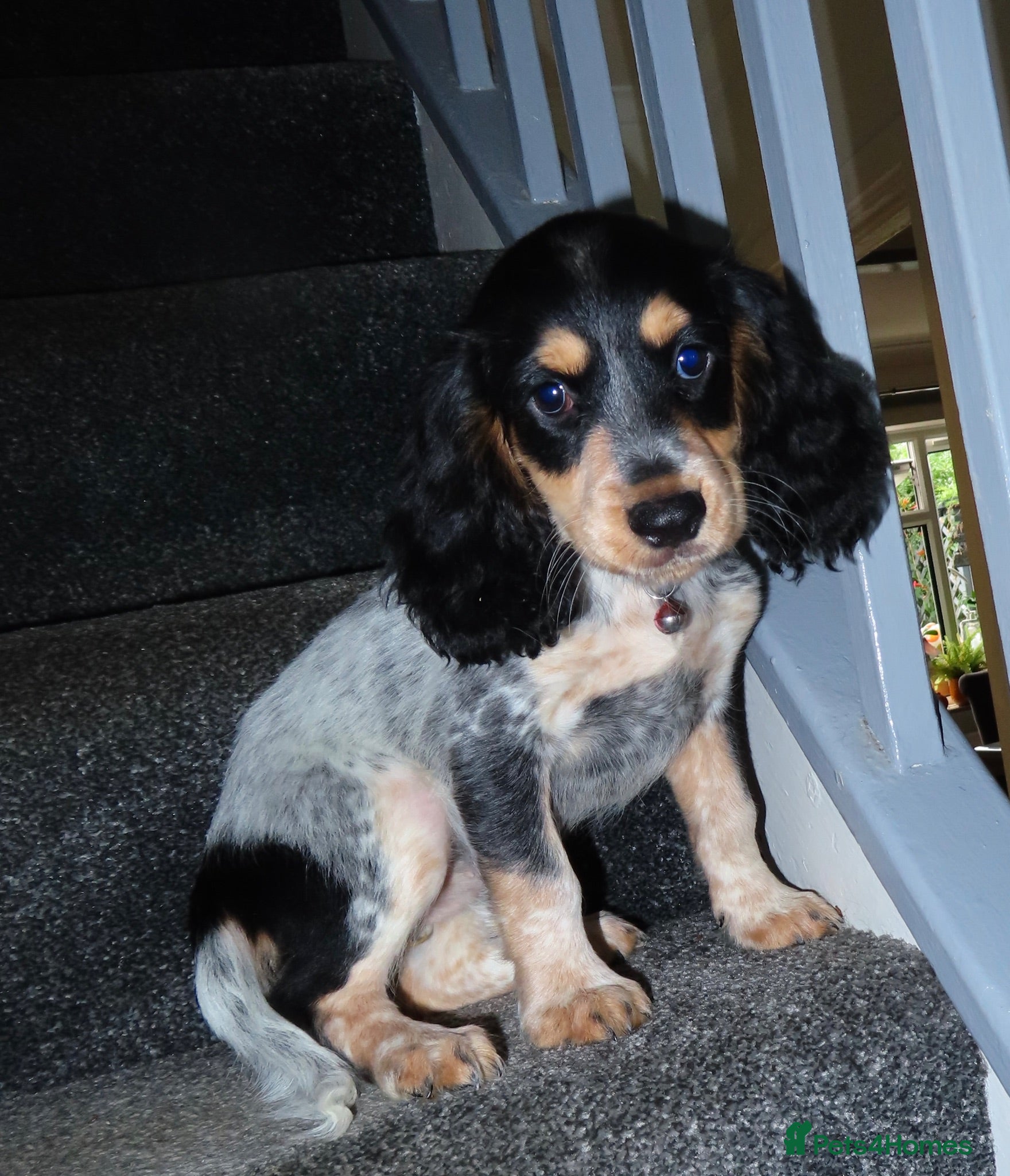Cocker Spaniel dogs Ready for there forever homes  - Advert 2