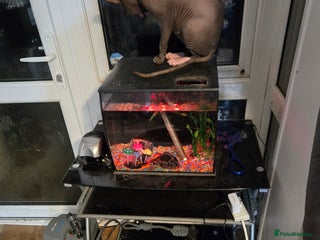 Sphynx cats Male hairless spynx cat called cesear - Advert 8