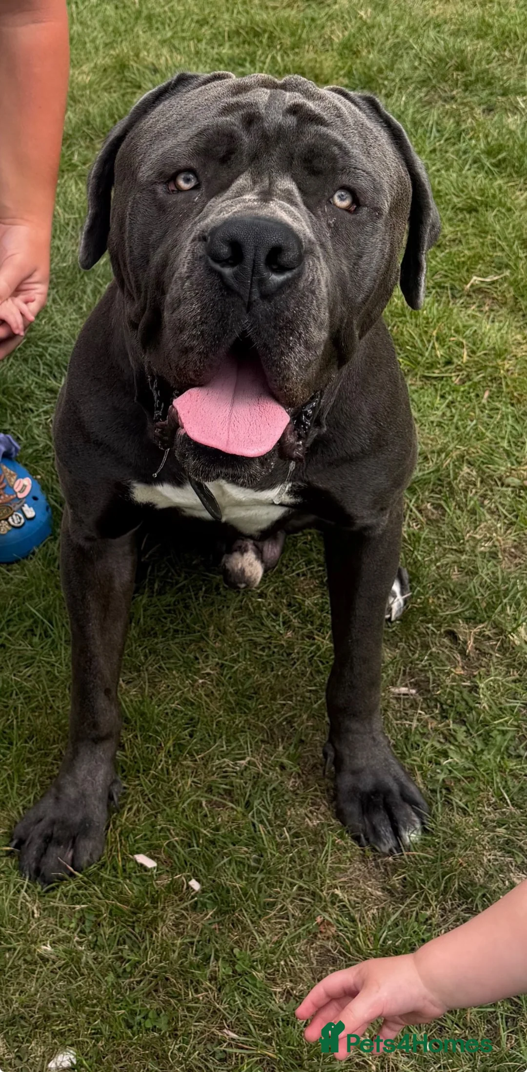 Cane Corso dogs for sale:  Cane Corso Boy Looking for His Forever Home 🏡❤️ - Advert 2