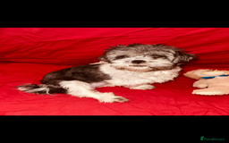 Shih Tzu dogs for sale: ✨ puppies Shih Tzu ✨  - Image 12