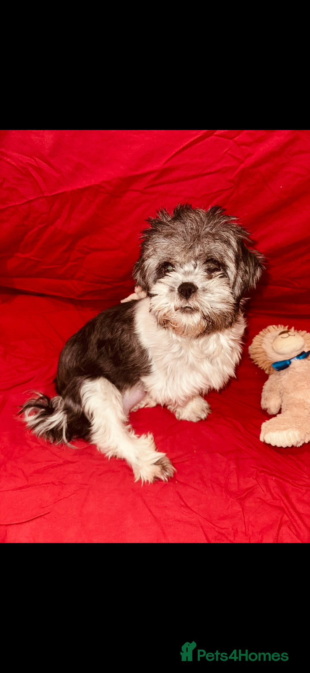 Shih Tzu dogs for sale: ✨ puppies Shih Tzu ✨  - Image 12