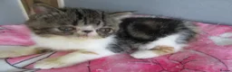 Exotic cats for sale: Super sweet Exotic female kitten READY NOW - Advert 29