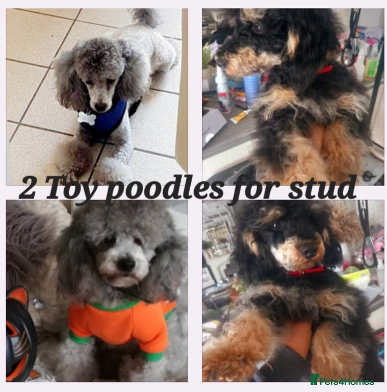 Toy Poodle dogs *2 STUDS AVAILABLE*FULL PEDIGREE SILVER & PHANTOM in Colwyn Bay - Advert 2