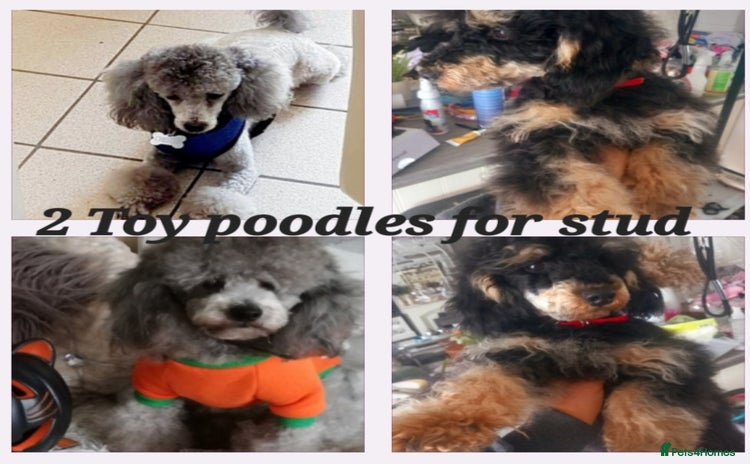 Toy Poodle dogs *2 STUDS AVAILABLE*FULL PEDIGREE SILVER & PHANTOM in Colwyn Bay - Advert 1