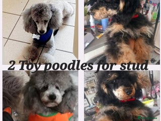 Toy Poodle dogs for stud: *2 STUDS AVAILABLE*FULL PEDIGREE SILVER & PHANTOM in Colwyn Bay - Advert 1