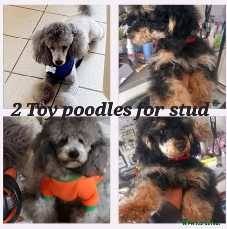 Toy Poodle dogs *2 STUDS AVAILABLE*FULL PEDIGREE SILVER & PHANTOM in Colwyn Bay - Advert 1