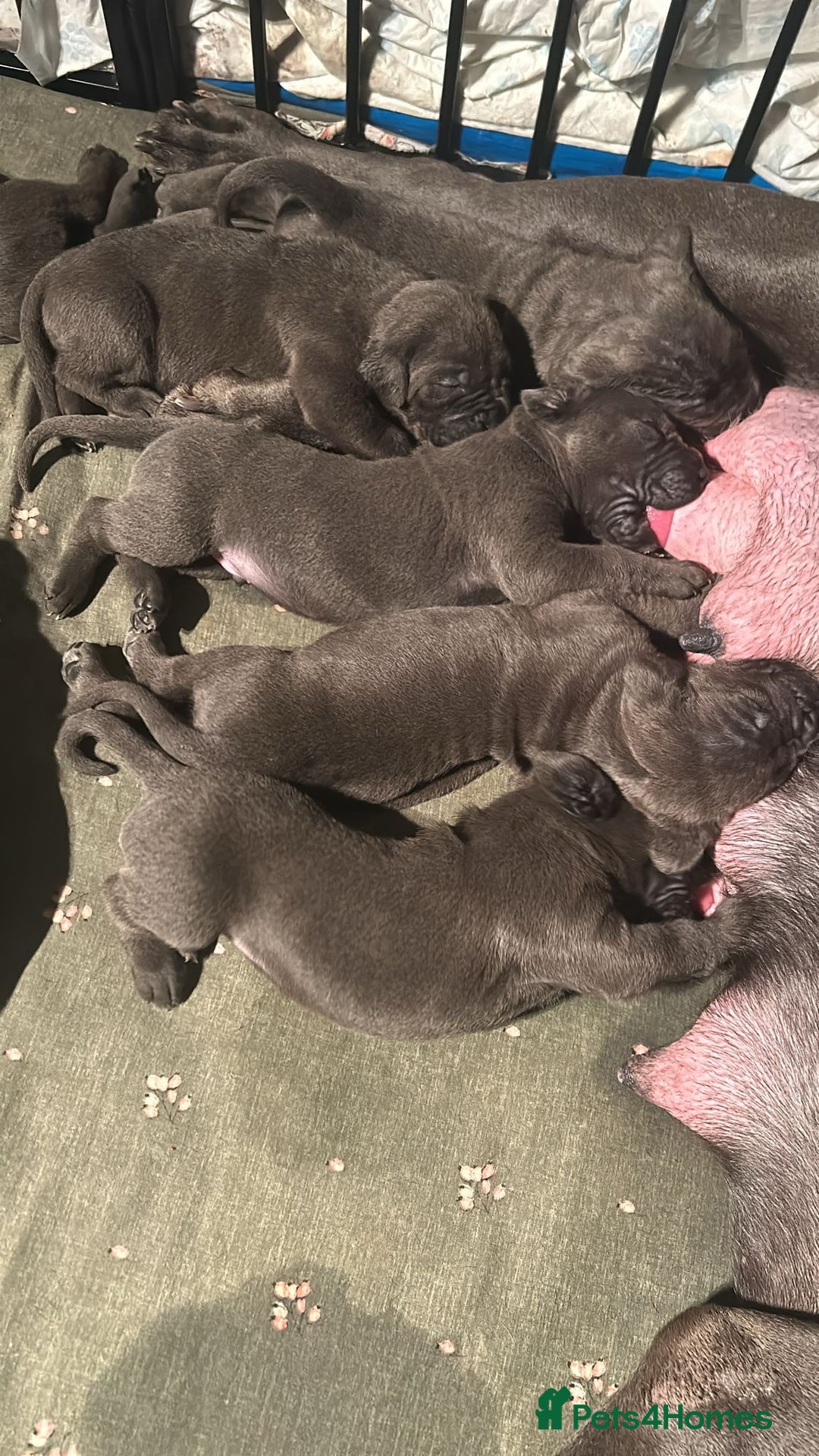 Cane Corso dogs for sale: Pure Blue Cane Corso puppies for sale - Advert 1